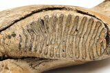Woolly Mammoth Jaw with M Molar - Germany #235234-3